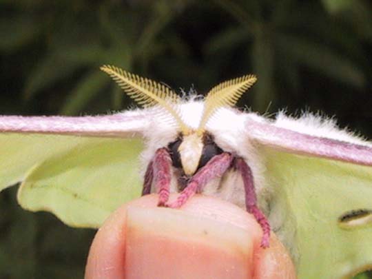 the face of a female luna moth